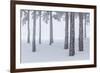 Italy, Emilia Romagna, Pines in Snow-Riccardo Rimondi-Framed Photographic Print