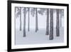 Italy, Emilia Romagna, Pines in Snow-Riccardo Rimondi-Framed Photographic Print