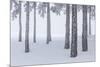 Italy, Emilia Romagna, Pines in Snow-Riccardo Rimondi-Mounted Photographic Print