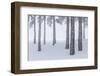 Italy, Emilia Romagna, Pines in Snow-Riccardo Rimondi-Framed Photographic Print