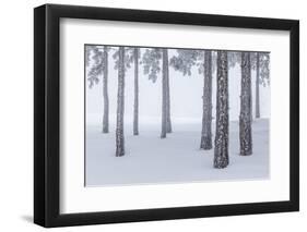 Italy, Emilia Romagna, Pines in Snow-Riccardo Rimondi-Framed Photographic Print