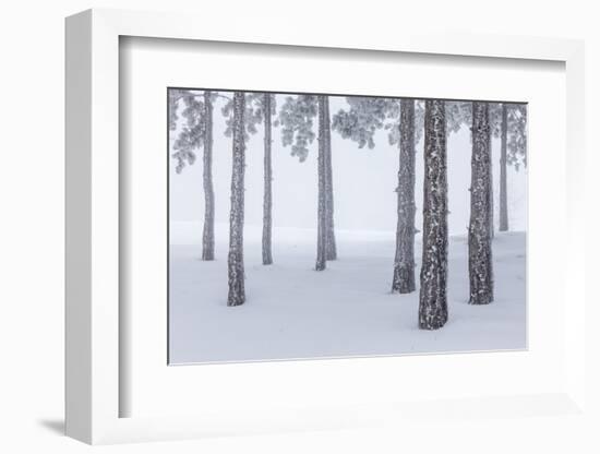Italy, Emilia Romagna, Pines in Snow-Riccardo Rimondi-Framed Photographic Print