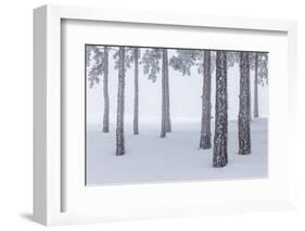 Italy, Emilia Romagna, Pines in Snow-Riccardo Rimondi-Framed Photographic Print