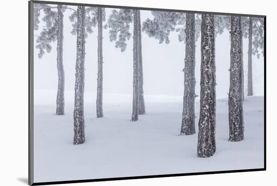 Italy, Emilia Romagna, Pines in Snow-Riccardo Rimondi-Mounted Photographic Print