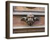 Italy, Florence. Carved ornament on a door in Florence.-Julie Eggers-Framed Photographic Print