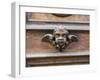 Italy, Florence. Carved ornament on a door in Florence.-Julie Eggers-Framed Photographic Print
