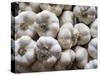 Italy, Florence. Garlic bulbs in the Central Market, Mercato Centrale in Florence.-Julie Eggers-Stretched Canvas