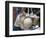 Italy, Florence. Mozzarella balls hanging in a shop in the Central Market, Mercato Centrale-Julie Eggers-Framed Photographic Print