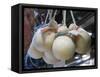 Italy, Florence. Mozzarella balls hanging in a shop in the Central Market, Mercato Centrale-Julie Eggers-Framed Stretched Canvas