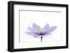 Italy, Friuli Venezia Giulia , Anemone Hepatica with Dew-Andrea Pavan-Framed Photographic Print