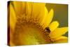 Italy, Friuli Venezia Giulia, Bee on a Sunflower-Daniele Pantanali-Stretched Canvas