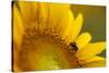 Italy, Friuli Venezia Giulia, Bee on a Sunflower-Daniele Pantanali-Stretched Canvas