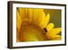 Italy, Friuli Venezia Giulia, Bee on a Sunflower-Daniele Pantanali-Framed Photographic Print