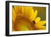 Italy, Friuli Venezia Giulia, Bee on a Sunflower-Daniele Pantanali-Framed Photographic Print