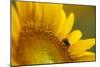 Italy, Friuli Venezia Giulia, Bee on a Sunflower-Daniele Pantanali-Mounted Photographic Print