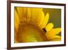 Italy, Friuli Venezia Giulia, Bee on a Sunflower-Daniele Pantanali-Framed Photographic Print