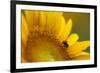 Italy, Friuli Venezia Giulia, Bee on a Sunflower-Daniele Pantanali-Framed Photographic Print