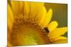 Italy, Friuli Venezia Giulia, Bee on a Sunflower-Daniele Pantanali-Mounted Photographic Print