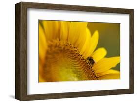 Italy, Friuli Venezia Giulia, Bee on a Sunflower-Daniele Pantanali-Framed Photographic Print