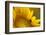 Italy, Friuli Venezia Giulia, Bee on a Sunflower-Daniele Pantanali-Framed Photographic Print