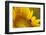 Italy, Friuli Venezia Giulia, Bee on a Sunflower-Daniele Pantanali-Framed Photographic Print