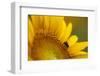 Italy, Friuli Venezia Giulia, Bee on a Sunflower-Daniele Pantanali-Framed Photographic Print