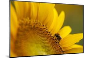 Italy, Friuli Venezia Giulia, Bee on a Sunflower-Daniele Pantanali-Mounted Photographic Print