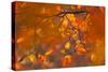 Italy, Friuli Venezia Giulia, Beech Leafs in Autumn-Luciano Gaudenzio-Stretched Canvas