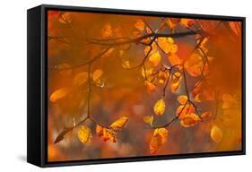 Italy, Friuli Venezia Giulia, Beech Leafs in Autumn-Luciano Gaudenzio-Framed Stretched Canvas