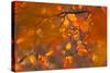 Italy, Friuli Venezia Giulia, Beech Leafs in Autumn-Luciano Gaudenzio-Stretched Canvas