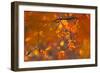 Italy, Friuli Venezia Giulia, Beech Leafs in Autumn-Luciano Gaudenzio-Framed Photographic Print