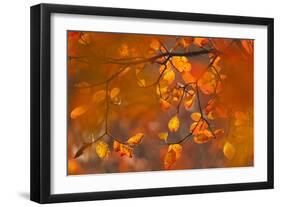 Italy, Friuli Venezia Giulia, Beech Leafs in Autumn-Luciano Gaudenzio-Framed Photographic Print