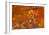 Italy, Friuli Venezia Giulia, Beech Leafs in Autumn-Luciano Gaudenzio-Framed Photographic Print