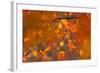 Italy, Friuli Venezia Giulia, Beech Leafs in Autumn-Luciano Gaudenzio-Framed Photographic Print