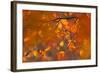 Italy, Friuli Venezia Giulia, Beech Leafs in Autumn-Luciano Gaudenzio-Framed Photographic Print