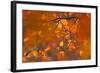 Italy, Friuli Venezia Giulia, Beech Leafs in Autumn-Luciano Gaudenzio-Framed Photographic Print