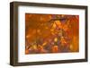 Italy, Friuli Venezia Giulia, Beech Leafs in Autumn-Luciano Gaudenzio-Framed Premium Photographic Print