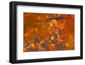 Italy, Friuli Venezia Giulia, Beech Leafs in Autumn-Luciano Gaudenzio-Framed Premium Photographic Print