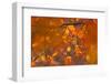 Italy, Friuli Venezia Giulia, Beech Leafs in Autumn-Luciano Gaudenzio-Framed Premium Photographic Print