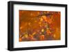 Italy, Friuli Venezia Giulia, Beech Leafs in Autumn-Luciano Gaudenzio-Framed Photographic Print