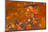 Italy, Friuli Venezia Giulia, Beech Leafs in Autumn-Luciano Gaudenzio-Mounted Photographic Print