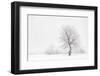 Italy, Friuli Venezia Giulia, Dolomites, Lone Tree in the Snow-Luciano Gaudenzio-Framed Photographic Print