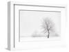 Italy, Friuli Venezia Giulia, Dolomites, Lone Tree in the Snow-Luciano Gaudenzio-Framed Photographic Print
