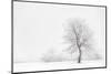 Italy, Friuli Venezia Giulia, Dolomites, Lone Tree in the Snow-Luciano Gaudenzio-Mounted Photographic Print