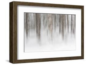 Italy, Friuli Venezia Giulia, Forest in the Snow-Luciano Gaudenzio-Framed Photographic Print