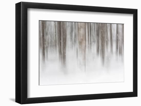 Italy, Friuli Venezia Giulia, Forest in the Snow-Luciano Gaudenzio-Framed Photographic Print