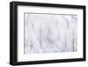 Italy, Friuli Venezia Giulia, Forest in the Snow-Luciano Gaudenzio-Framed Photographic Print