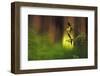 Italy, Friuli Venezia Giulia , Lady's Slipper (Slipper Orchid)-Daniele Pantanali-Framed Photographic Print