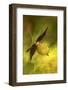 Italy, Friuli Venezia Giulia , Lady's Slipper (Slipper Orchid)-Cristiana Damiano-Framed Photographic Print