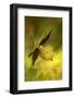 Italy, Friuli Venezia Giulia , Lady's Slipper (Slipper Orchid)-Cristiana Damiano-Framed Photographic Print